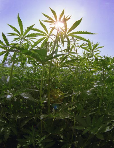 Дикорастущая конопля в сельском поселении купить майку марихуана